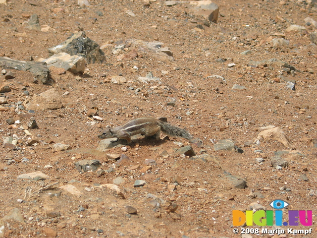 27914 Walking Barbary Ground Squirrel